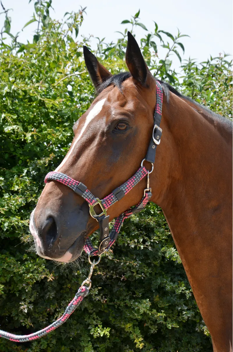 Hy Equestrian Multicolour Adjustable Head Collar With Rope - Dark Grey/Grey/Pink-1